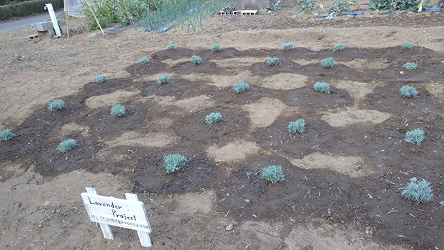 埼玉県内の農園でのラベンダー植え付け