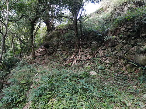 分岐させたパイプを石垣に沿わせて延長している様子